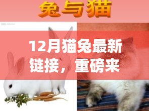 重磅来袭，12月猫兔科技新品链接，革新智能生活体验