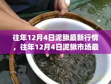 往年12月4日泥鳅市场最新行情揭秘，热门分享与小红书行情概览