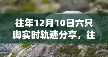 往年12月10日六动物实时轨迹探索，生态观察之旅的独特体验分享