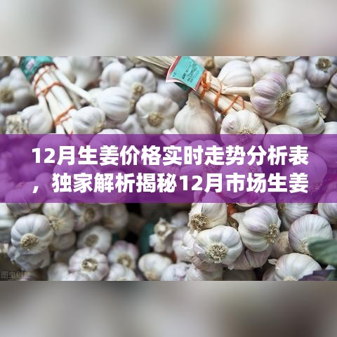 独家揭秘，12月市场生姜价格实时走势分析，掌握最新行情动态