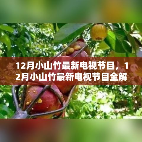 12月小山竹电视节目全解析，精彩内容不容错过