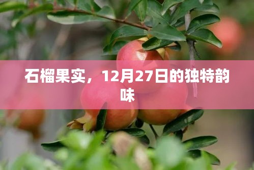 石榴果实，12月27日的独特魅力