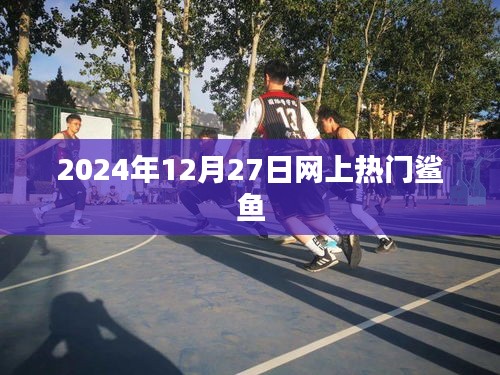 2024年12月热门鲨鱼事件一网打尽