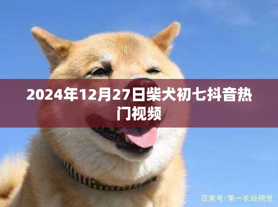 柴犬初七抖音热门视频，记录温馨时刻