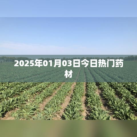 『2025年药材市场风向标，今日热门药材概览』