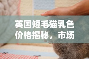 英国短毛猫乳色价格揭秘，市场价值一览无余