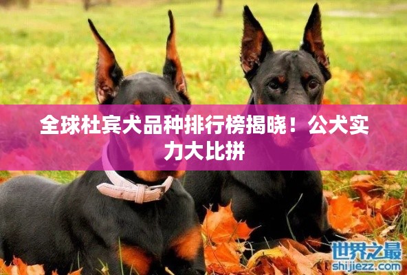 全球杜宾犬品种排行榜揭晓！公犬实力大比拼