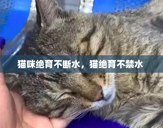 猫咪绝育不断水，猫绝育不禁水 