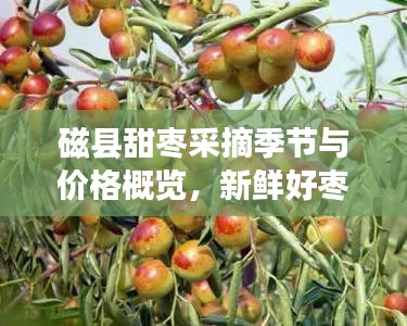 磁县甜枣采摘季节与价格概览，新鲜好枣，不容错过！