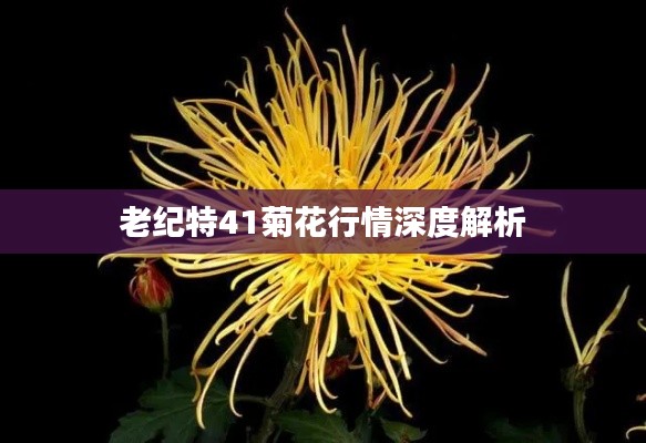 老纪特41菊花行情深度解析