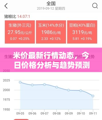 米价最新行情动态，今日价格分析与趋势预测