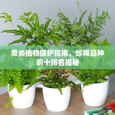 蕨类植物保护指南，珍稀品种前十排名揭秘