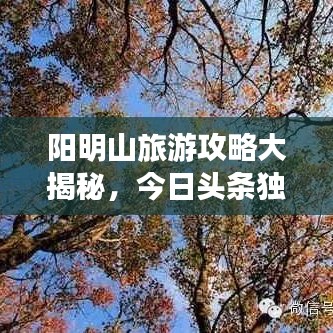 阳明山旅游攻略大揭秘，今日头条独家呈现！