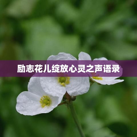 励志花儿绽放心灵之声语录