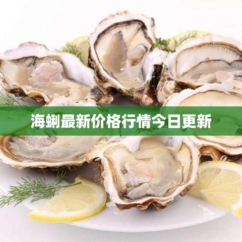 海蜊最新价格行情今日更新