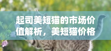 起司美短猫的市场价值解析，美短猫价格及其受欢迎的原因