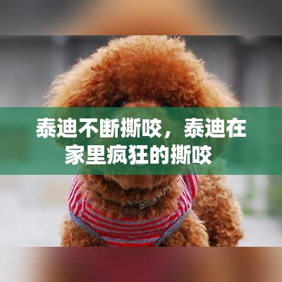 泰迪不断撕咬，泰迪在家里疯狂的撕咬 