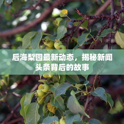 后海梨园最新动态，揭秘新闻头条背后的故事