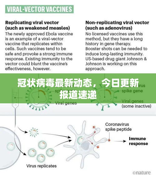 冠状病毒最新动态，今日更新报道速递