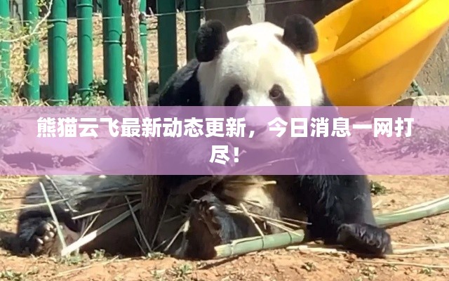 熊猫云飞最新动态更新，今日消息一网打尽！