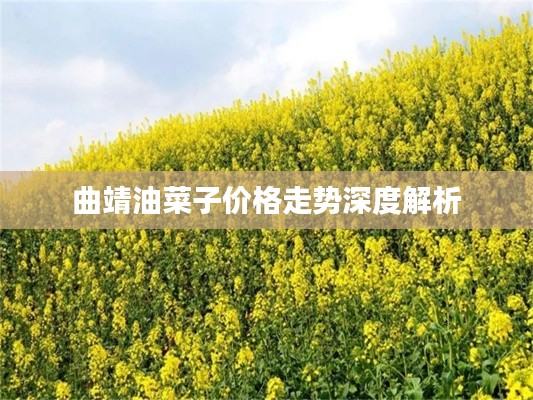 曲靖油菜子价格走势深度解析