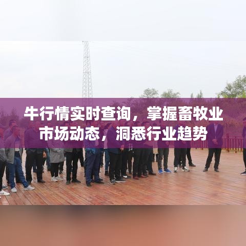 牛行情实时查询，掌握畜牧业市场动态，洞悉行业趋势