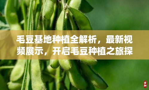 毛豆基地种植全解析，最新视频展示，开启毛豆种植之旅探索