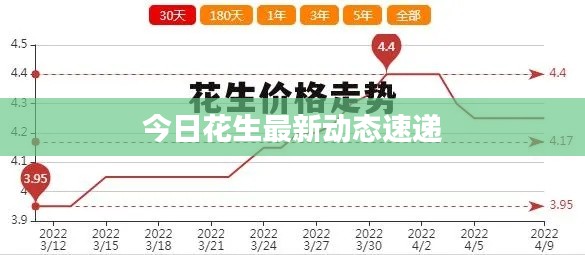 今日花生最新动态速递