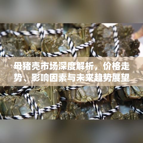 母猪壳市场深度解析，价格走势、影响因素与未来趋势展望